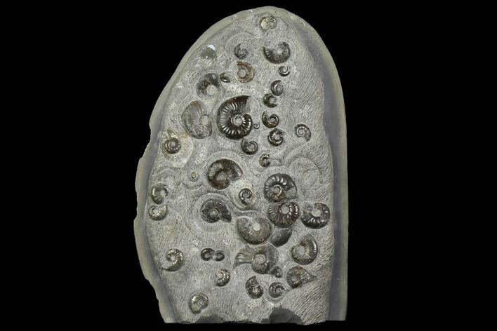 Tall Concretion with Ammonite (Eleganticeras) Fossils - England #171254